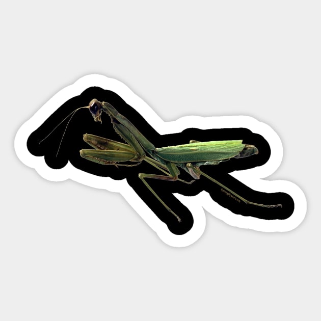 Praying Mantis Sticker by RainingSpiders